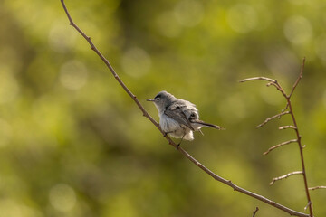 Blue-gray Gnatcatcher perched on a tree branch