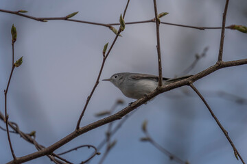 Blue-gray Gnatcatcher perched on a tree branch