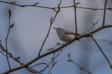 Blue-gray Gnatcatcher perched on a tree branch