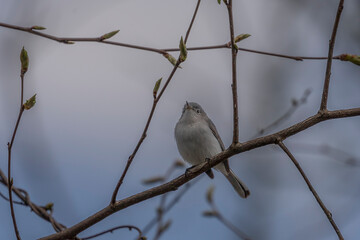 Blue-gray Gnatcatcher perched on a tree branch