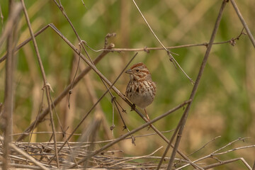 Song Sparrow perched on a plant stem