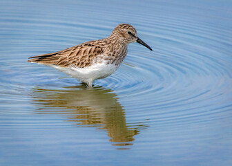 Obraz premium Least Sandpiper wading in blue water along the Delores Fenwick Nature Trail in Pearland, Texas!