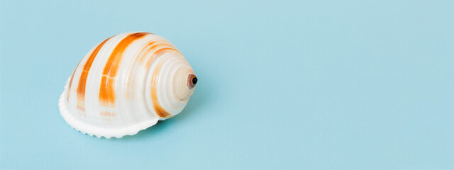 Beach seashells on colored background. Mock up with copy space