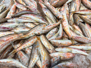 Fototapeta premium Red mullet. Close-up fresh kidney beans. Local name tekir or barbun fish. Close up