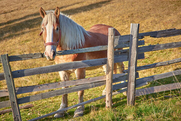 beautiful horse on the mountain meadows