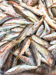 Fototapeta premium Red mullet. Close-up fresh kidney beans. Local name tekir or barbun fish