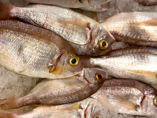Red porgy fish. Fresh pagrus pagrus or red porgy fish in ice. Close up