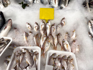 Red porgy fish. Fresh pagrus pagrus or red porgy fish in ice