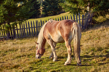Obraz premium beautiful horse on the mountain meadows 2