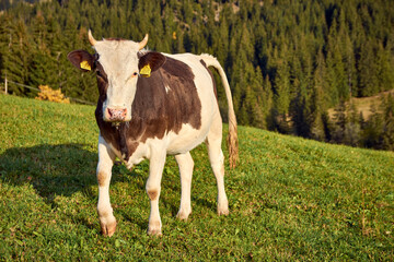 cow on the pasture in the mountain 4