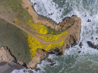 Yellow Wildflowers Blooming At Mori Point in San Francisco Bay Area During Superbloom of 2023 from...