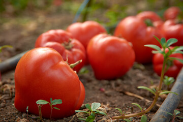 tomatoes ripened in the greenhouse 77