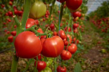 tomatoes ripened in the greenhouse 99