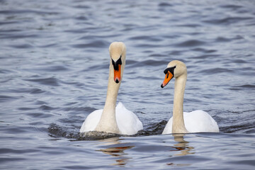 A couple of wild bird mute swans, Cygnus olor, swimming together in the winter on a pond, Belgium, Europe wildlife. High quality photo