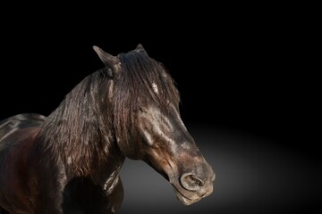 Fototapeta na wymiar Elegant wild horse portrait on dark backround,