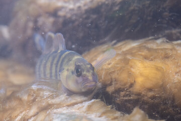 Bluebreast darter in river
