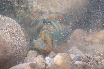 Rainbow darter on river bottom 