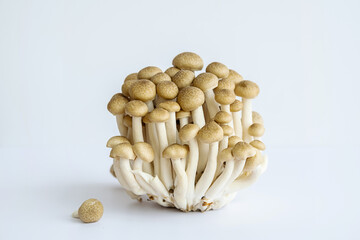 Shimeji mushrooms on white.