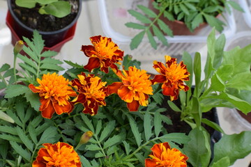 Blooming Marigold Flowers