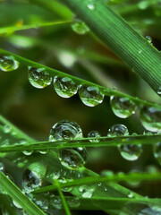 beautiful Rain drops  © Athira