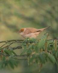 M&ouml;nchsgrasm&uuml;cke 