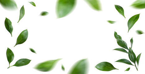 Green leaves vortex flat lay transparent background