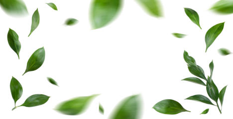 Green leaves vortex flat lay transparent background