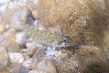 Female bluebreast darter in river