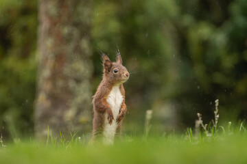 Naklejka na ściany i meble rotes Eichhörnchen im Gras stehend