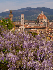 Italia, Toscana, Firenze, giardino Bardini col glicine in fiore e veduta della città.