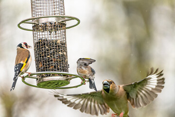 streitende Wildv&ouml;gel an einer Futterstation