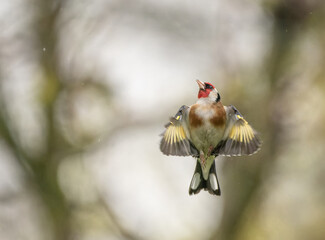 Distelfink / Stieglitz im Flug