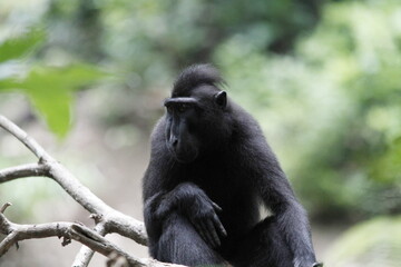 Yaki or Sulawesi Black Monkey (Macaca nigra) with cute and adorable behavior in a conservation area.