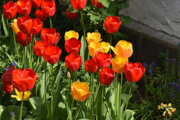 Red and Yellow Blooming Tulips