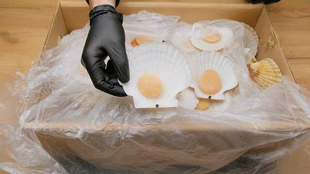 A man in black gloves opens a box full of large far eastern scallop. He takes one scallop in his hand and points it to the camera lens. Close-up
