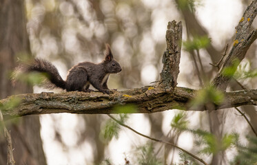 Fototapeta premium schwarzes Eichhörnchen auf Ast sitzend