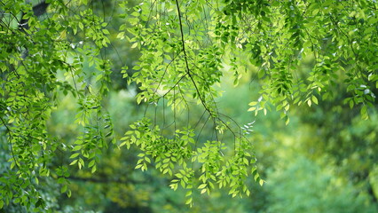 The fresh new leaves full of the trees in spring