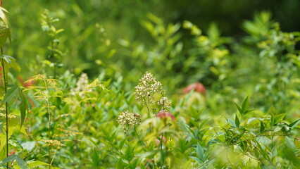 The beautiful flowers blooming in the garden in spring with the warm sunlight