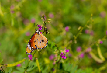 tropical butterfly perched on leaves in the forest