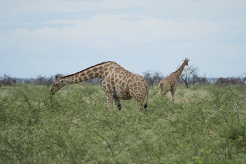 giraffe, Etosha, Namibia