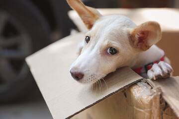 Indian breed cute puppy in a box and posing to camera	
