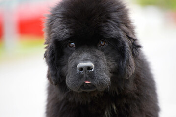 Fototapeta premium Newfoundland dog breed in an outdoor. Big Rescue dog. Show breed of dog
