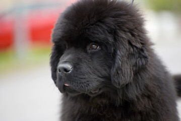 Fototapeta premium Newfoundland dog breed in an outdoor. Big Rescue dog. Show breed of dog