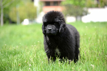 Fototapeta premium Newfoundland dog breed in an outdoor. Big Rescue dog. Show breed of dog