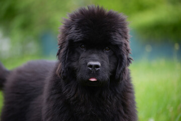 Fototapeta premium Newfoundland dog breed in an outdoor. Big Rescue dog. Show breed of dog