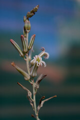 tiny flower of succulent macro photography