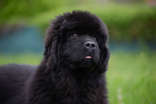 Newfoundland dog breed in an outdoor. Big   Rescue dog. Show breed of dog
