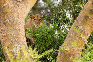 Title: Juvenile lion in a tree. The Ishasha sector of Queen Elizabeth National Park is famous for the tree climbing lions, who climb to escape heat and insects, and have a clear vantage point. Uganda