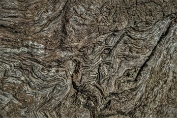 Texture of an old Olive tree