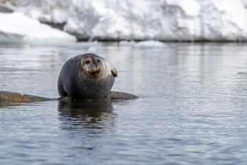 A harbour seal, Phoca vitulina, hauled out on a rock in Svalbard, a Norwegian archipelago between...